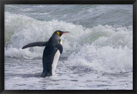 Framed King Penguin, Salisbury Plain, South Georgia Print