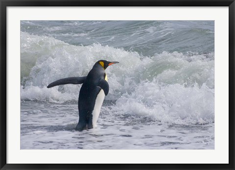 Framed King Penguin, Salisbury Plain, South Georgia Print