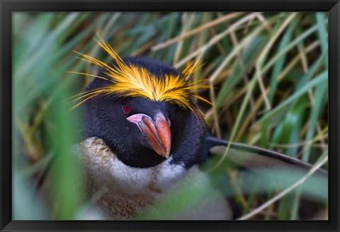 Framed Macaroni Penguin in the grass, Cooper Baby, South Georgia, Antarctica Print