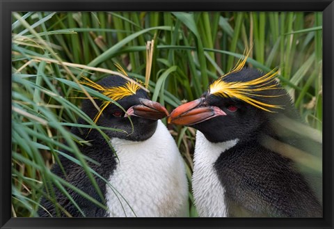 Framed Macaroni Penguin, Cooper Baby, Antarctica Print