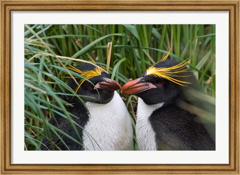 Framed Macaroni Penguin, Cooper Baby, Antarctica Print