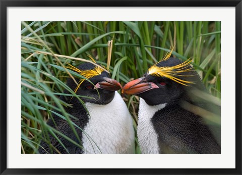 Framed Macaroni Penguin, Cooper Baby, Antarctica Print