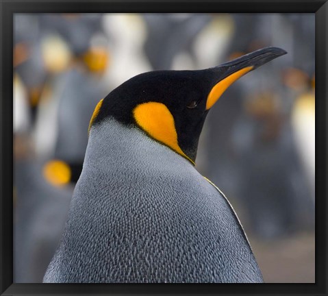 Framed King Penguin, Salisbury Plain, South Georgia, Antarctica Print