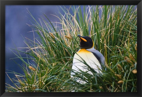 Framed Close up of King Penguin, Antarctica Print