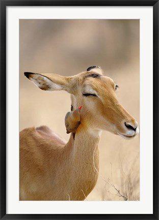 Framed Impala, Red-billed Oxpecker, Samburu Game Reserve, Kenya Print