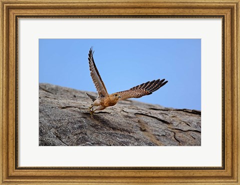 Framed Kestrel, Serengeti National Park, Tanzania Print