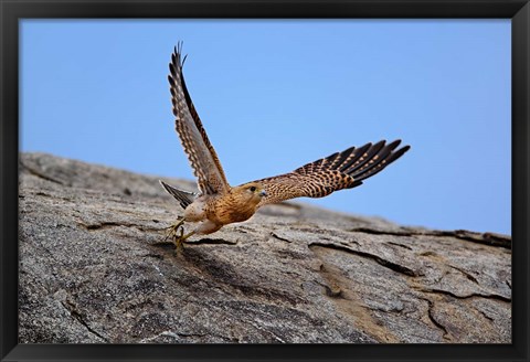 Framed Kestrel, Serengeti National Park, Tanzania Print