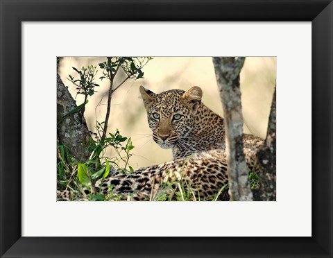 Framed Leopard resting beneath tree, Maasai Mara, Kenya Print