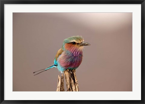 Framed Lilac breasted Roller bird, Samburu Game Reserve, Kenya Print