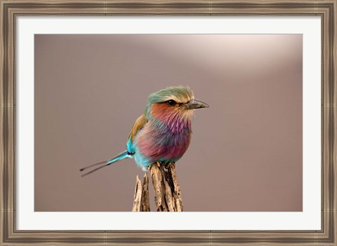 Framed Lilac breasted Roller bird, Samburu Game Reserve, Kenya Print