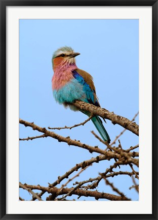 Framed Lilac breasted Roller, Serengeti National Park, Tanzania Print