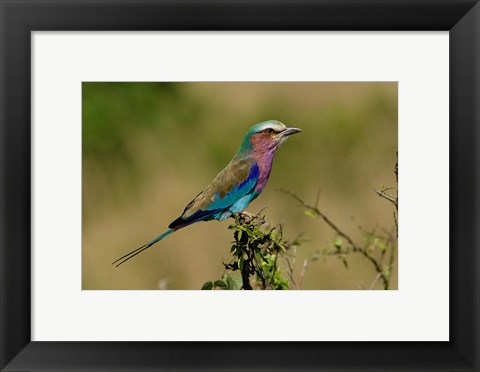 Framed Lilacbreasted Roller bird, Kenya Print