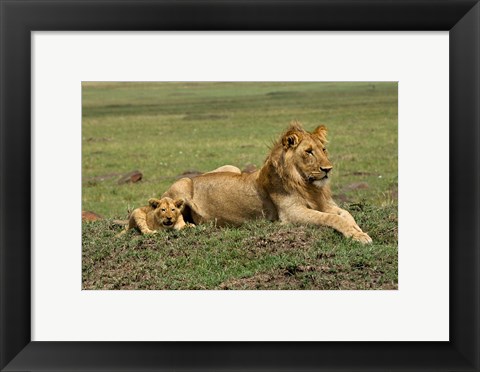 Framed Lion cub with male lion, Maasai Mara, Kenya Print