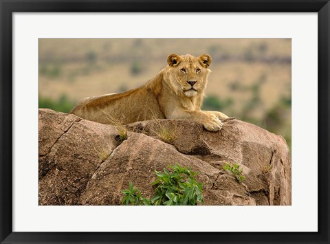 Framed Lion, Serengeti National Park, Tanzania Print