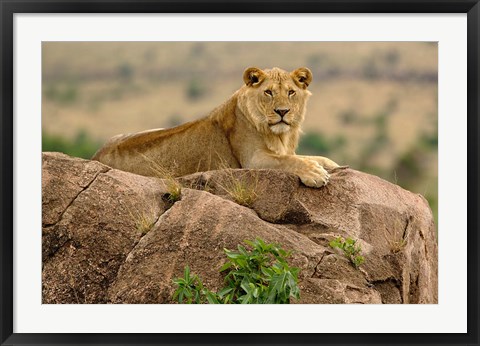 Framed Lion, Serengeti National Park, Tanzania Print