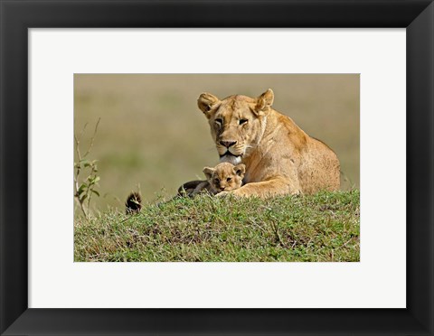 Framed Lioness and cub, Masai Mara Game Reserve, Kenya Print