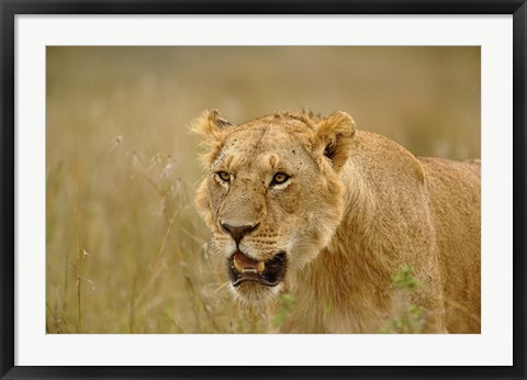 Framed Lioness on the hunt in tall grass, Masai Mara Game Reserve, Kenya Print