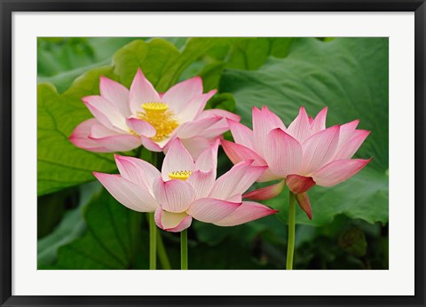 Framed Lotus flower, Nelumbo nucifera, China Print