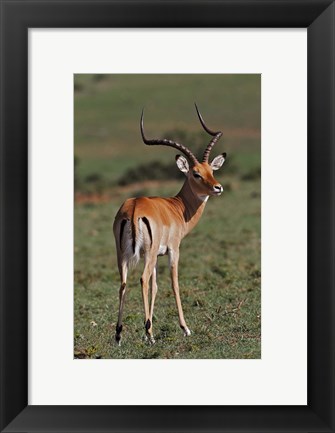 Framed Male Impala, Antelope, Maasai Mara, Kenya Print