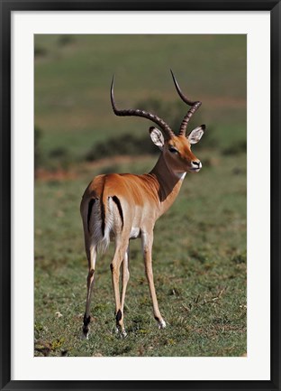 Framed Male Impala, Antelope, Maasai Mara, Kenya Print