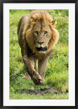 Framed Male Lion, Lake Nakuru National Park, Kenya Print