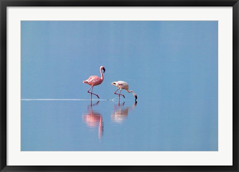 Framed Lesser Flamingoes (Phoenicopterus minor), Lake Nakuru, Kenya Print