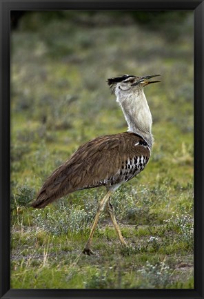 Framed Kori Bustard, Ardeotis kori, Etosha NP, Namibia, Africa. Print