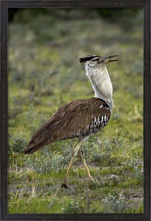 Framed Kori Bustard, Ardeotis kori, Etosha NP, Namibia, Africa. Print