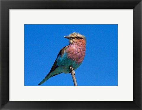 Framed Lilac-breasted Roller, Hwange National Park, Zimbabwe, Africa Print