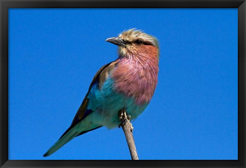 Framed Lilac-breasted Roller, Hwange National Park, Zimbabwe, Africa Print