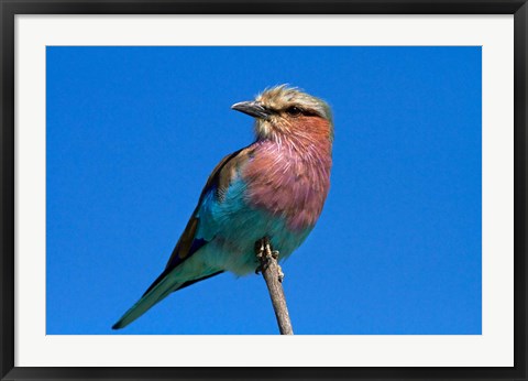 Framed Lilac-breasted Roller, Hwange National Park, Zimbabwe, Africa Print