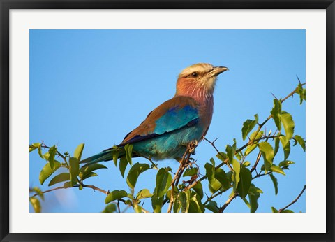 Framed Lilac-breasted Roller, Nxai Pan National Park, Botswana, Africa Print