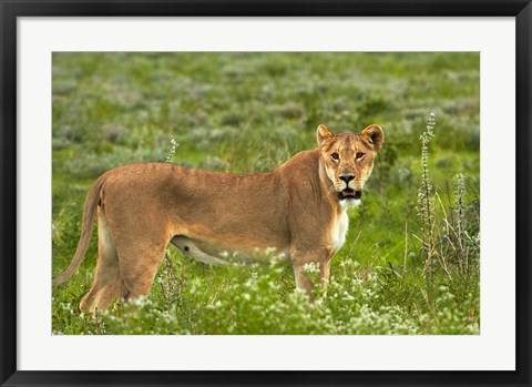 Framed Lioness, Etosha National Park, Namibia Print