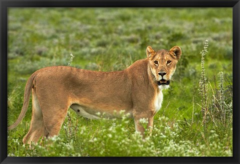 Framed Lioness, Etosha National Park, Namibia Print