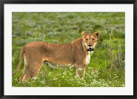 Framed Lioness, Etosha National Park, Namibia Print