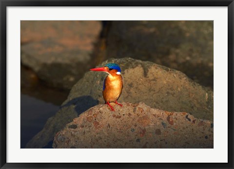 Framed Malachite Kingfisher, Alcedo cristata, Kruger NP, South Africa Print