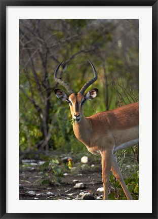 Framed Male Black-faced impala, Etosha National Park, Namibia Print