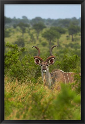 Framed Male greater kudu, Kruger National Park, South Africa Print