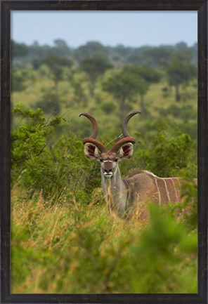 Framed Male greater kudu, Kruger National Park, South Africa Print