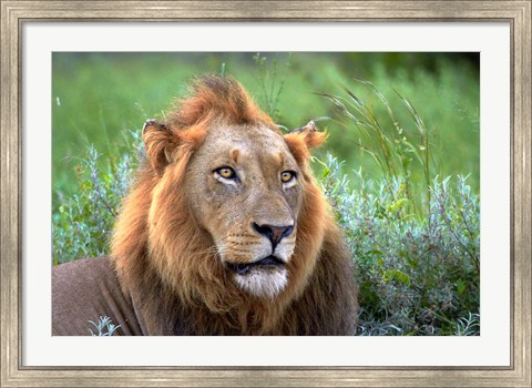 Framed Male Lion, Kruger National Park, South Africa Print