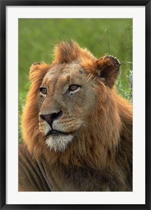 Framed Male Lion, Panthera leo, Kruger NP, South Africa Print