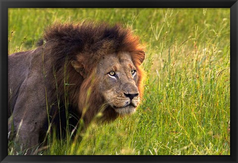 Framed Male Lion, South Africa Print