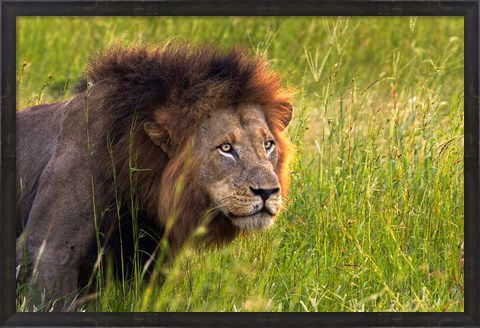 Framed Male Lion, South Africa Print