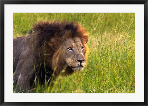 Framed Male Lion, South Africa Print