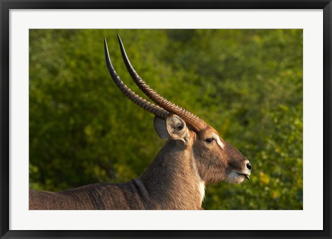 Framed Male waterbuck, Kruger National Park, South Africa Print