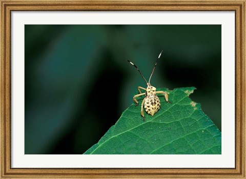 Framed Insect on Green Leaf, Gombe National Park, Tanzania Print