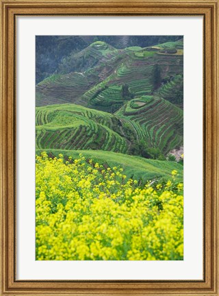 Framed Landscape of Canola and Terraced Rice Paddies, China Print