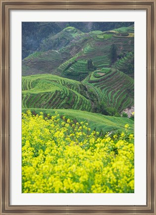 Framed Landscape of Canola and Terraced Rice Paddies, China Print