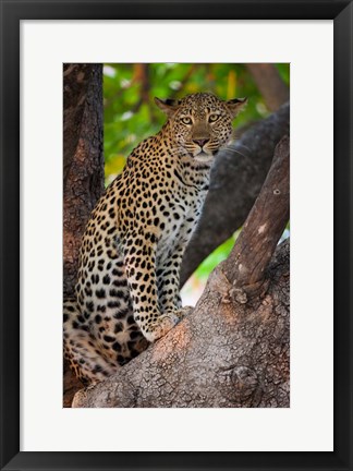 Framed Leopard, Botswana Print