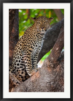 Framed Leopard, Botswana Print